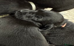 Labrador Retriever dogs for sale: KC Registered Health Tested Working Labs - Image 2