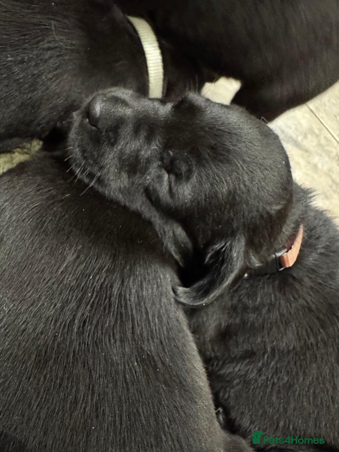 Labrador Retriever dogs for sale: KC Registered Health Tested Working Labs - Image 2