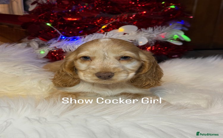 Cocker Spaniel dogs KC Health Tested Show Cocker Spaniel Girl  - Advert 14