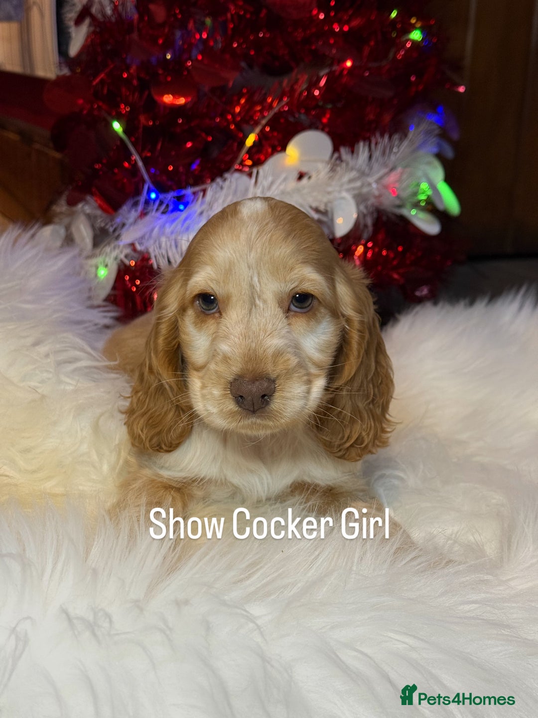 Cocker Spaniel dogs for sale: KC Health Tested Show Cocker Spaniel Girl  - Advert 2