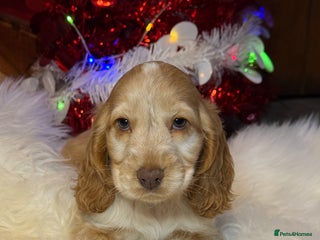 Cocker Spaniel dogs KC Health Tested Show Cocker Spaniel Girl - Advert 6