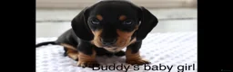 Miniature Dachshund dogs for stud:     KC Proven Mini Dachshund Stud, 31 Champions - Advert 14