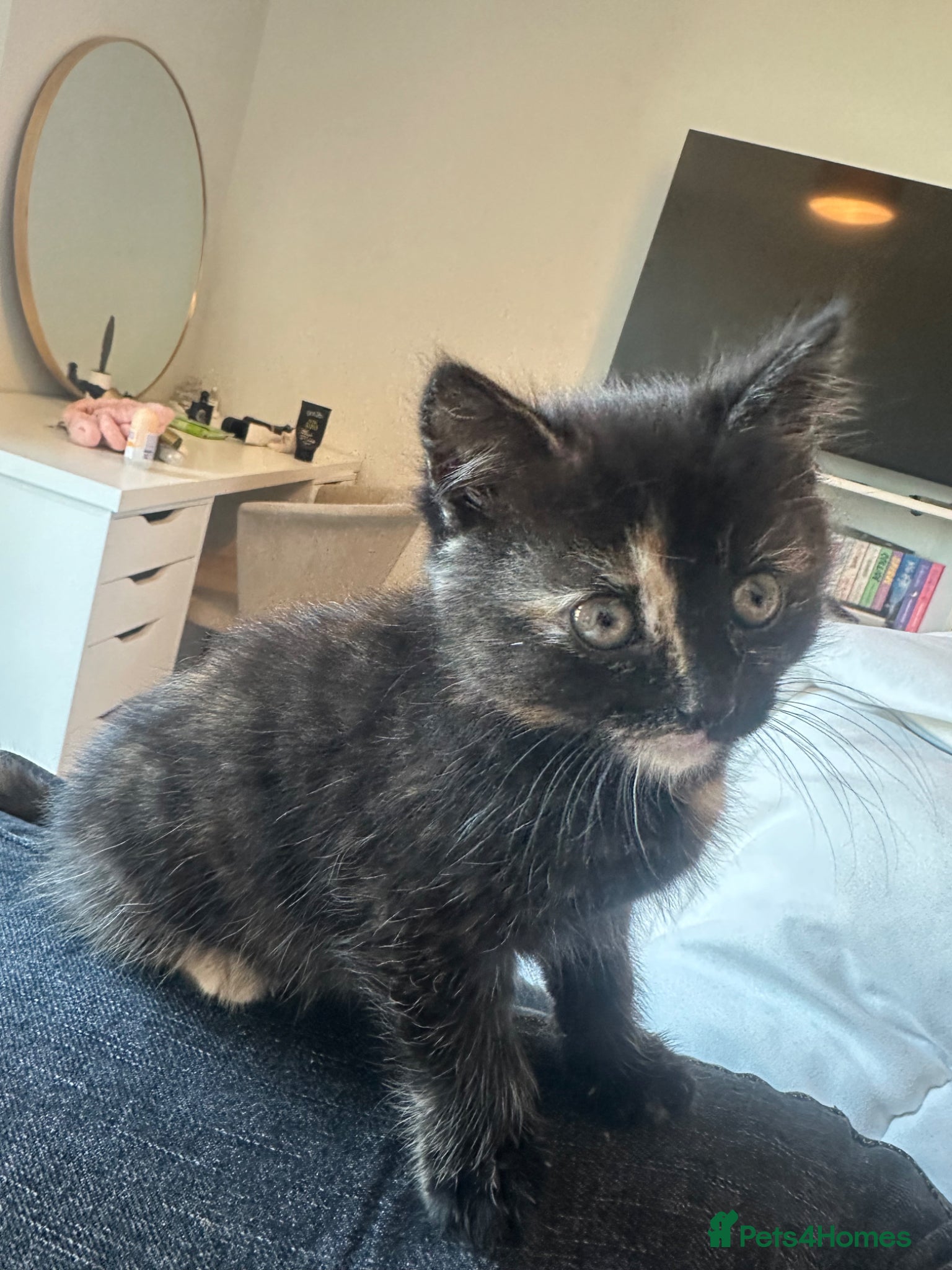 British Shorthair cats Last kitten for sale - Advert 2