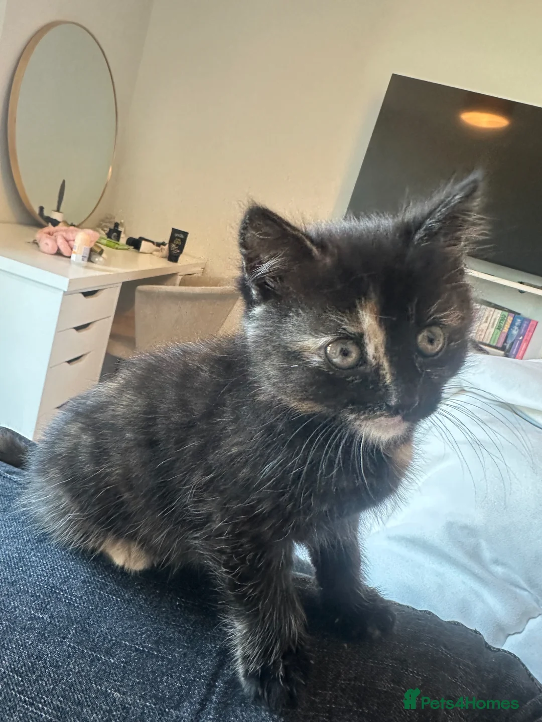 British Shorthair cats for sale: Last kitten for sale - Advert 1