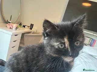 British Shorthair cats Last kitten for sale - Advert 3