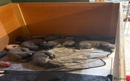 Whippet dogs for sale: Blue whippet puppies - Image 10
