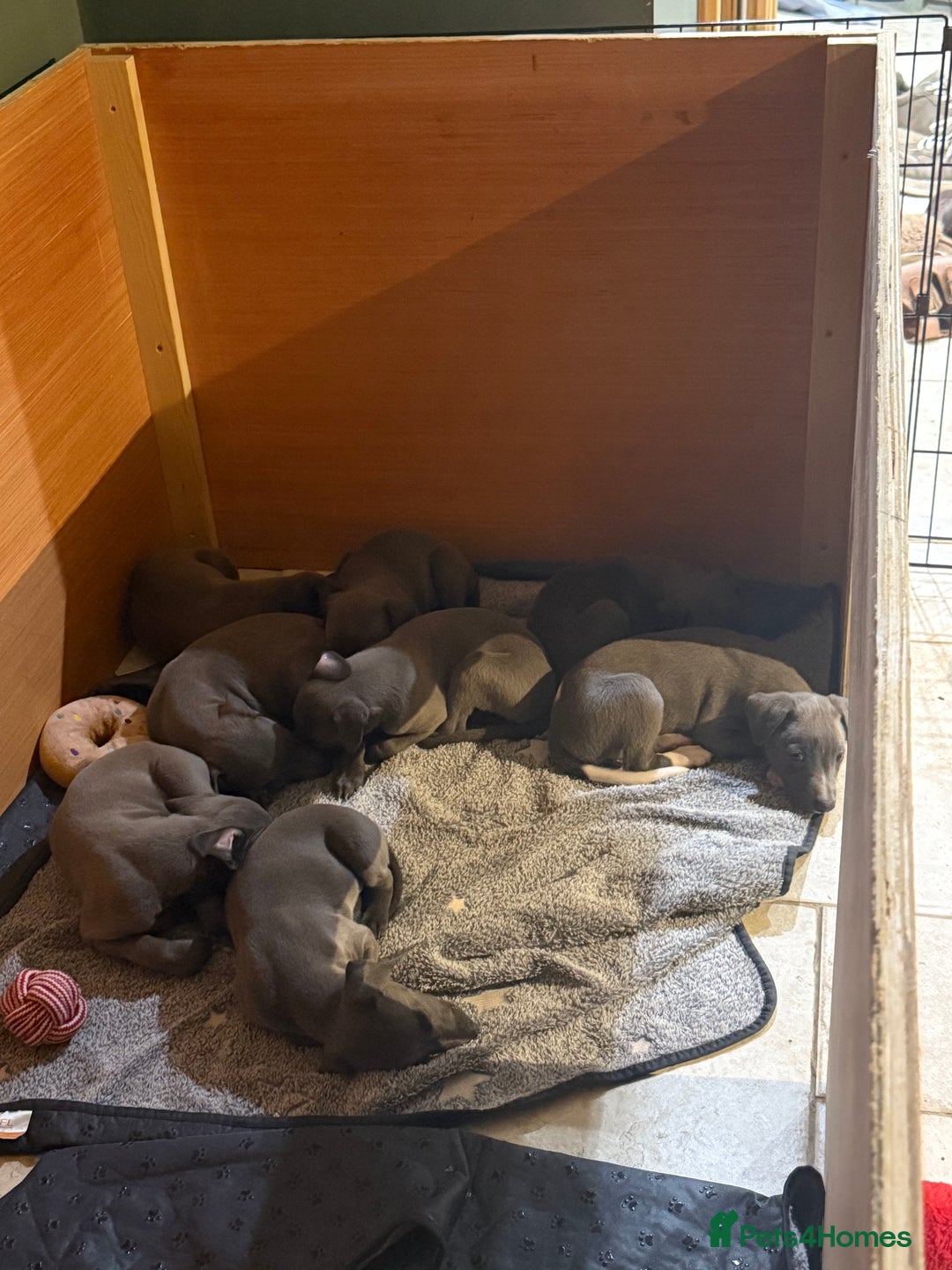 Whippet dogs for sale: Blue whippet puppies - Image 10