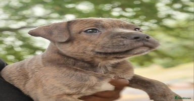 Staffordshire Bull Terrier dogs - Advert 3