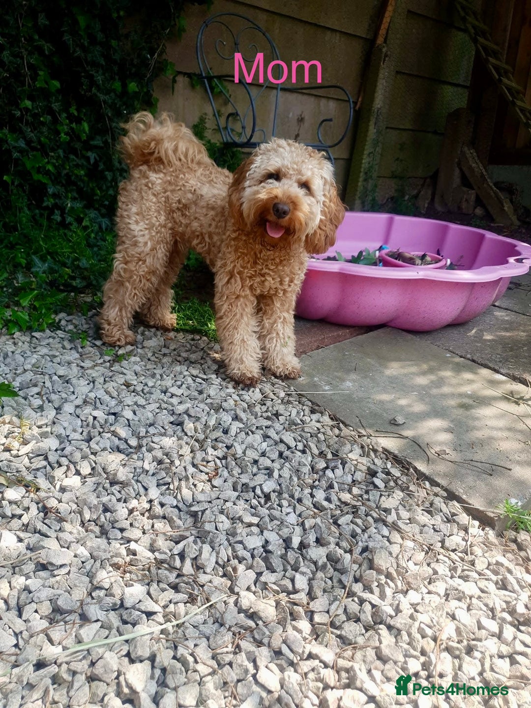 Cockapoo dogs for sale: Beautiful F2 Cockapoos - 5 boys left  - Advert 12