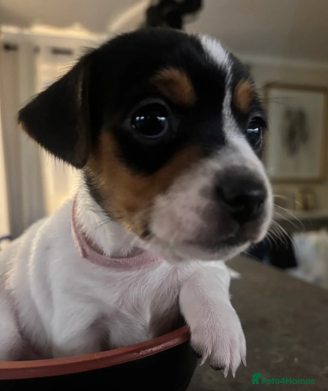 Jack Russell dogs for sale: Beautiful Jack Russell puppies, family🌴from 1997 - Advert 28
