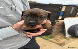 Mixed Breed dogs for sale: Outstanding quality pups  - Image 12