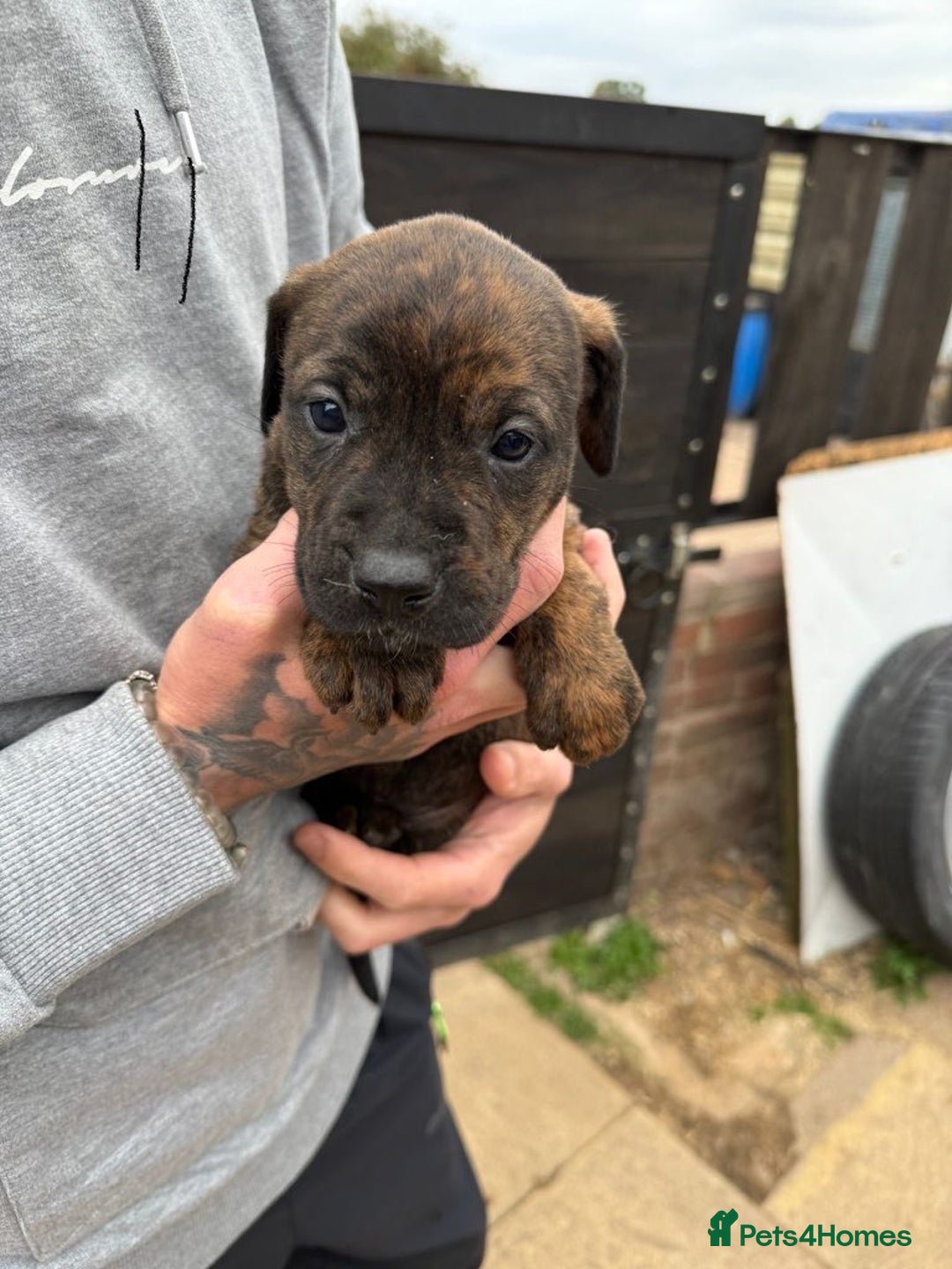 Mixed Breed dogs for sale: Outstanding quality pups  - Image 12