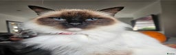 Ragdoll cats for sale: Beautiful Ragdoll X kitten ready next week - Advert 4