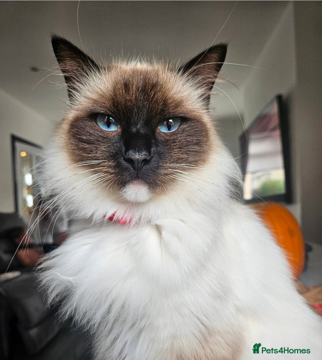 Ragdoll cats for sale: Beautiful Ragdoll X kitten ready next week - Advert 4