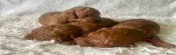 Cavapoo dogs for sale: BEAUTIFUL TOY CAVAPOO PUPPIES DNA TESTED PARENTS - Advert 1