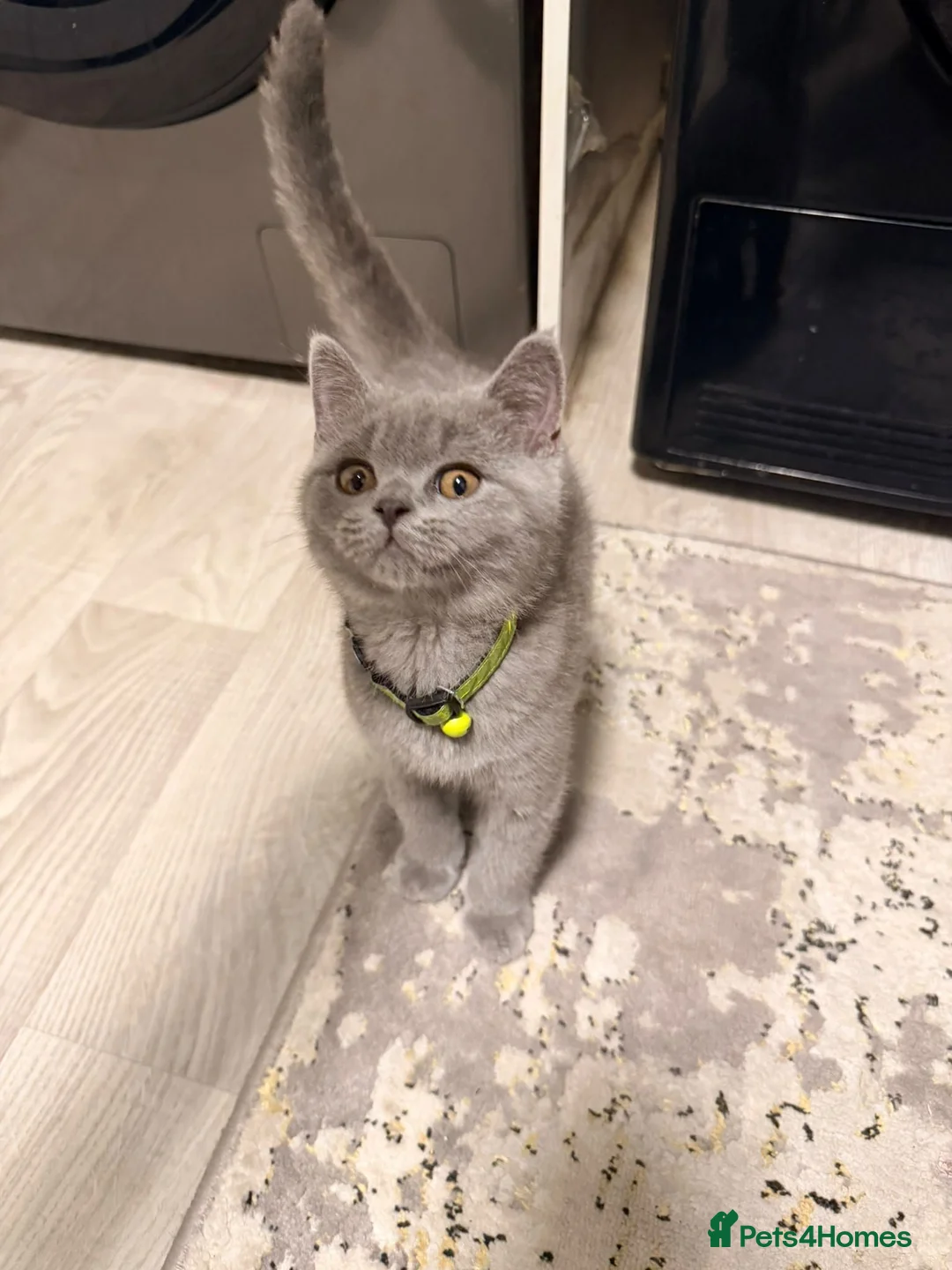 British Shorthair cats for sale: Beautiful 13-week boy looking  for family  - Advert 2