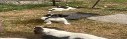English Springer Spaniel dogs for sale: Springer pups for sale in Scunthorpe - Advert 7