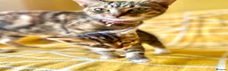 Mixed Breed cats for sale: Beautiful, Friendly Mixed Breed Tabby & White in Dartmouth - Advert 5