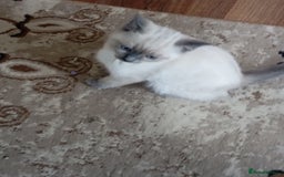 Ragdoll cats for sale: Warwick house central avenue M192ff - Image 16