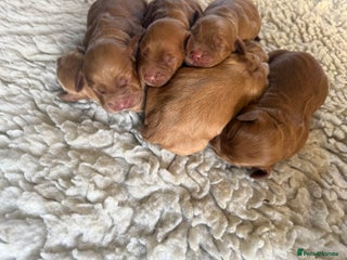 Cocker Spaniel dogs KC working cocker spaniels for sale - Advert 2