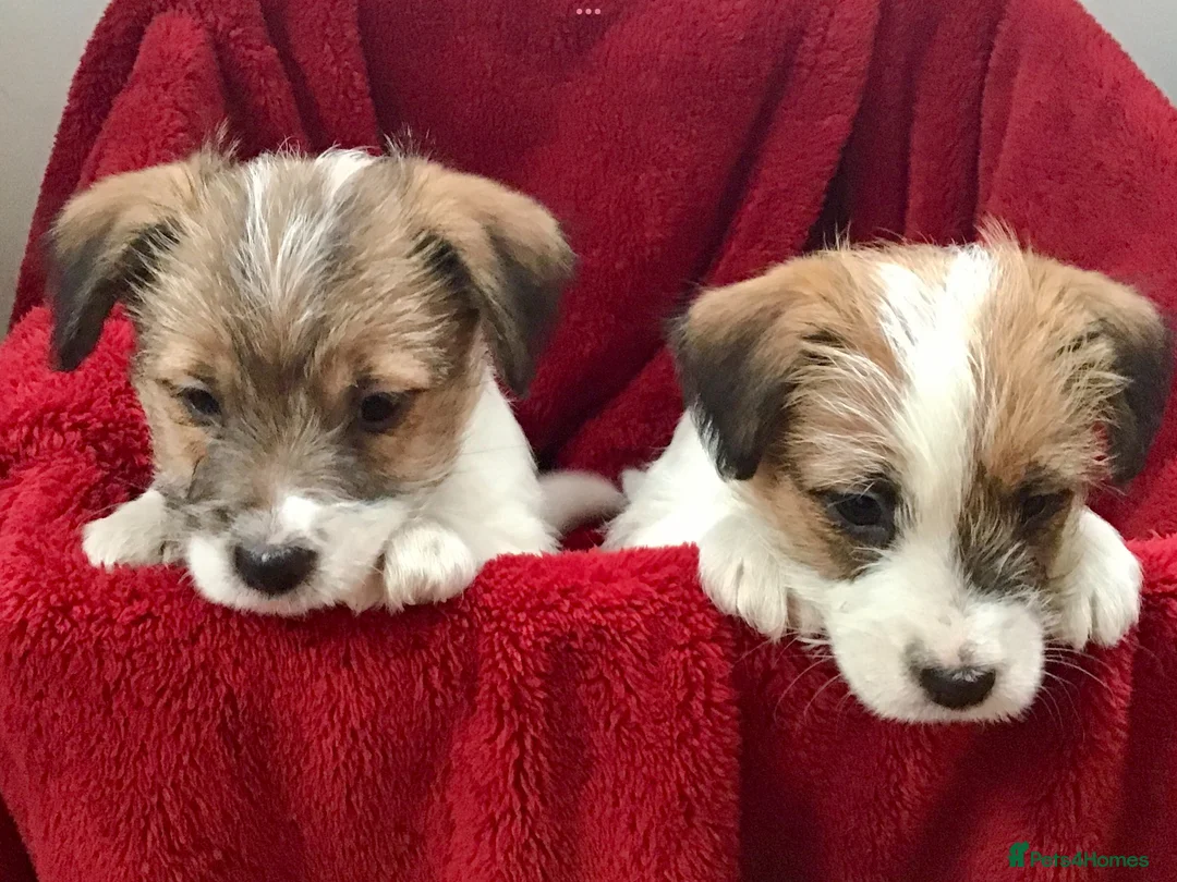 Jack Russell dogs for sale: 2 beautiful kc reg jack Russel terriers  in Brechin - Advert 1