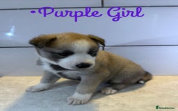 Siberian Husky dogs for sale: Husky Puppies 🩵🩷 - Image 22