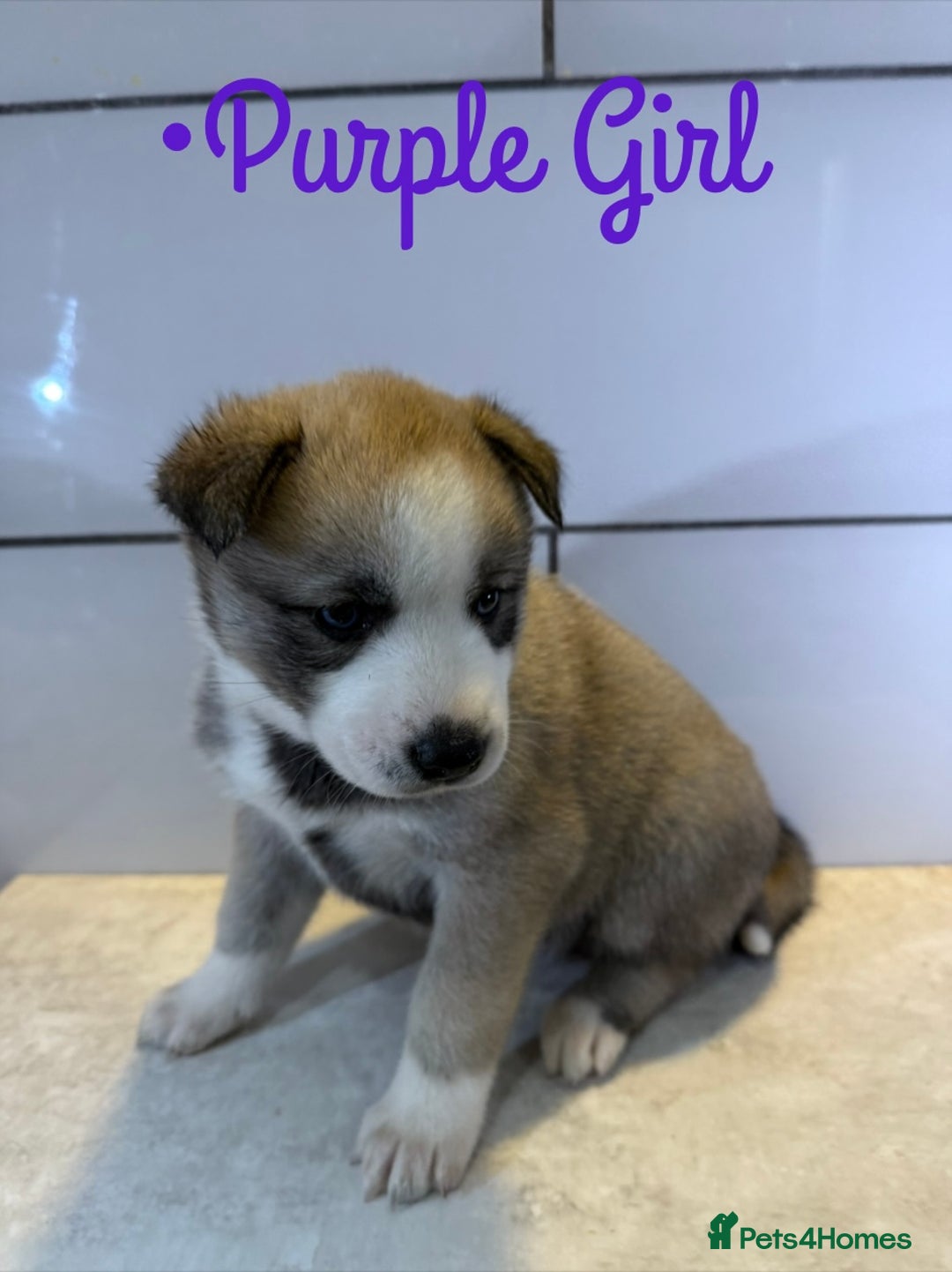 Siberian Husky dogs for sale: Husky Puppies 🩵🩷 - Image 22