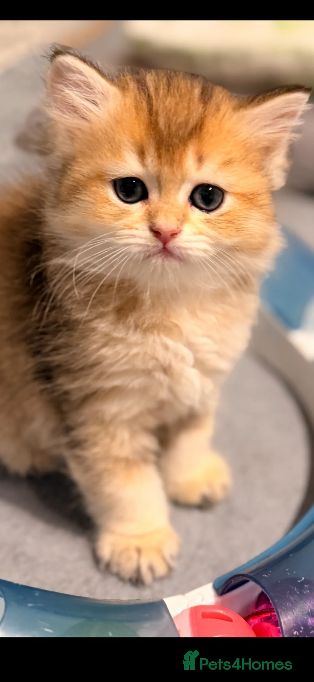 Scottish Fold cats for sale: purebred Scottish Straight kittens - Advert 1