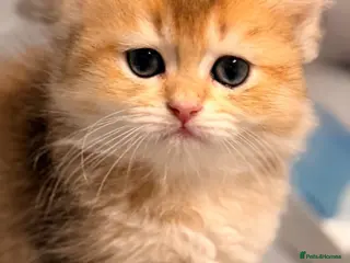 Scottish Fold cats for sale: purebred Scottish Straight kittens - Advert 2