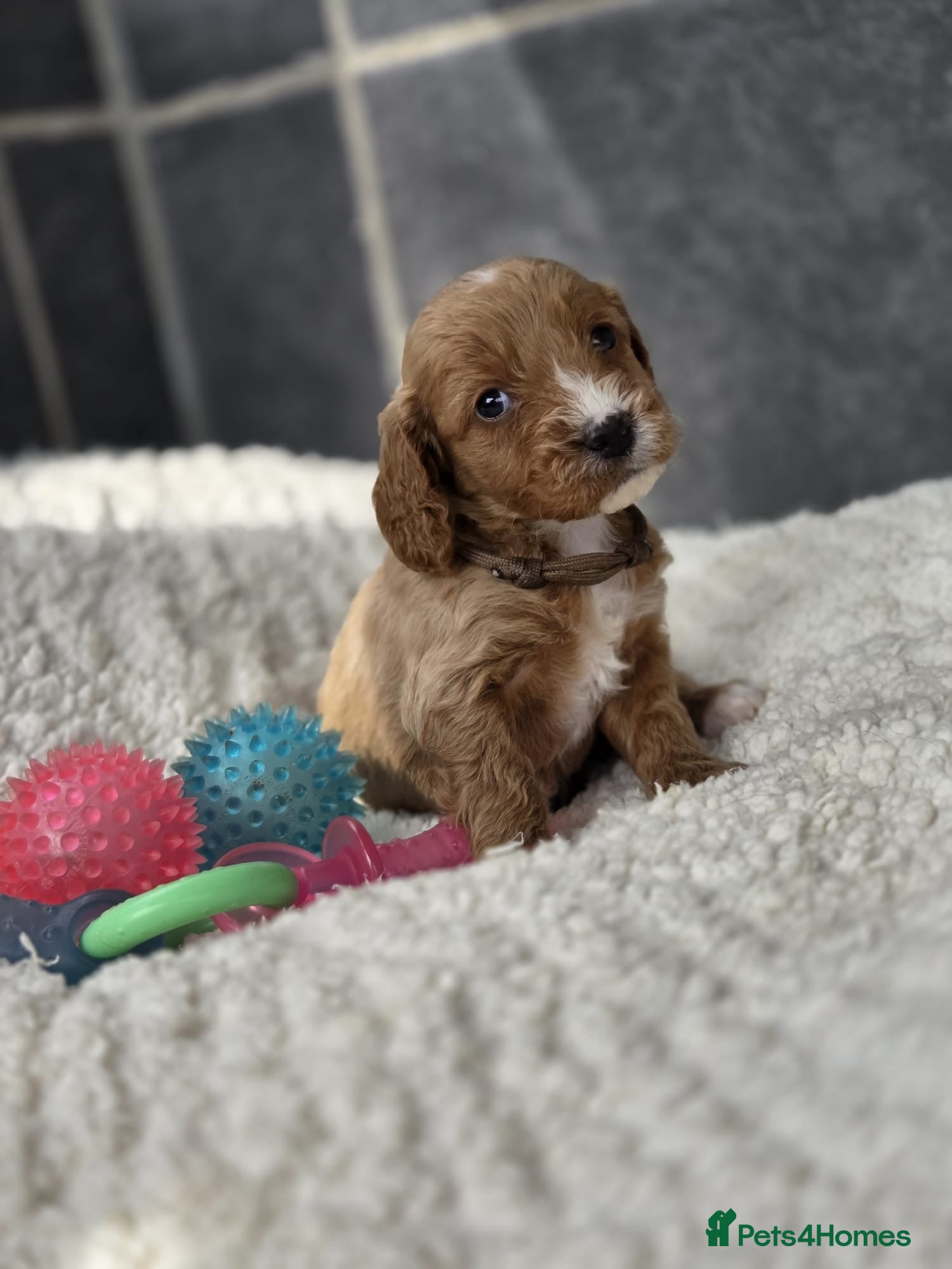 Cockapoo dogs Gorgeous cockapoo pups - Advert 10