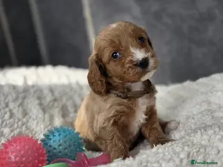 Cockapoo dogs Gorgeous cockapoo pups - Advert 10