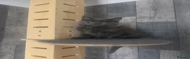 Maine Coon Kitten 1