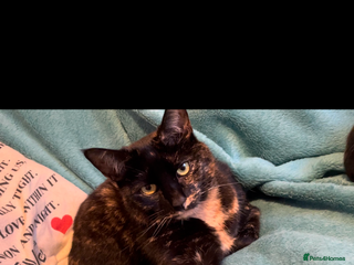 Mixed Breed cats Narla and kitty - Advert 10