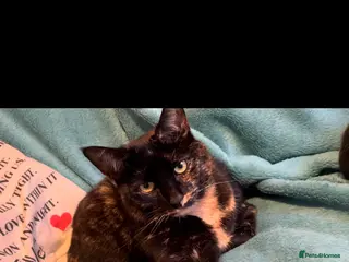 Mixed Breed cats Narla and kitty - Advert 4