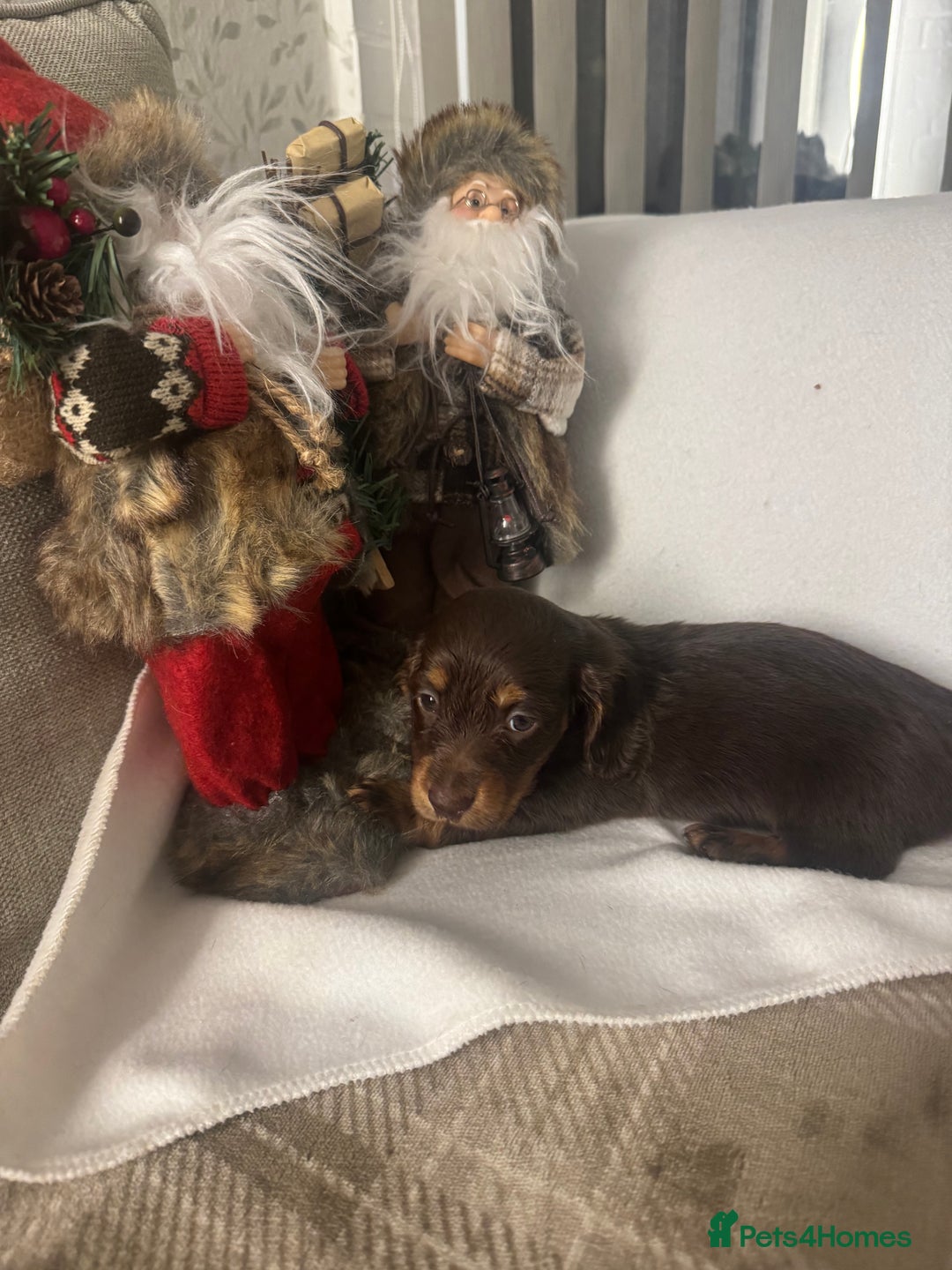 Miniature Dachshund dogs for sale: Stunning longhaired min chocolates - Advert 6