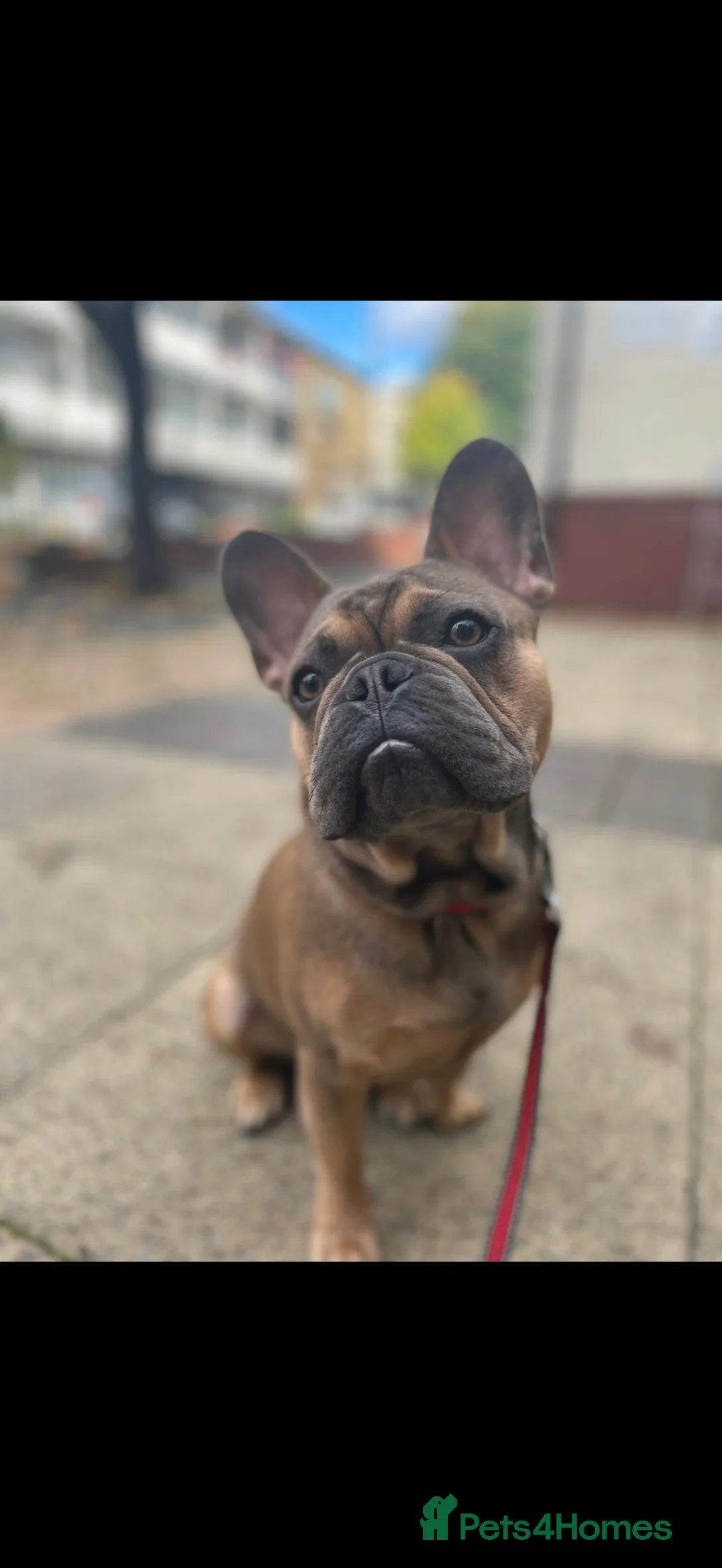 French Bulldog dogs for stud: KC REGISTERED FRENCH BULLDOG  in London - Advert 4