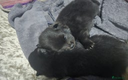 Pomchi dogs for sale: Pomchi - Image 7