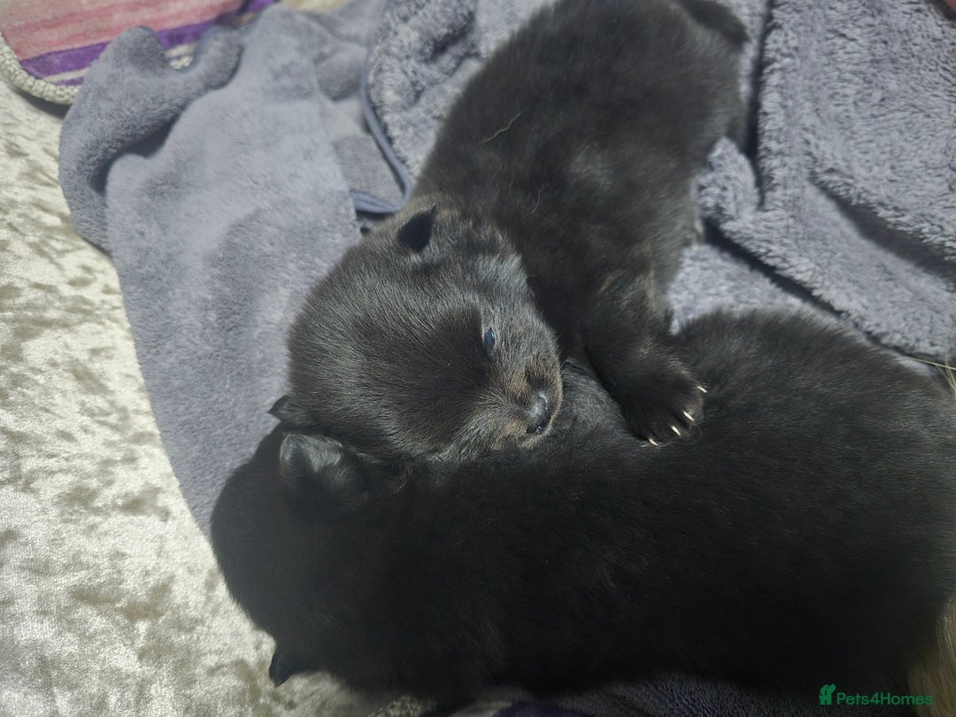 Pomchi dogs for sale: Pomchi - Image 7