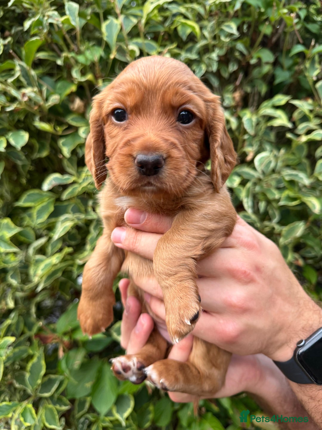 Cocker Spaniel dogs for sale: Health Tested Clear Cocker Spaniel Puppies  - Image 32