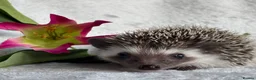 Pygmy Hedgehog rodents for sale: African Pygmy Hedgehog Ethically Bred Girl  - Advert 11