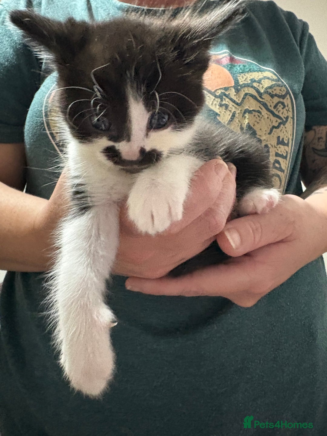 Mixed Breed cats for sale: Three female kittens  - Image 9