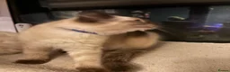 Ragdoll cats for sale: Ragdoll seal point/bluepoint - Advert 13