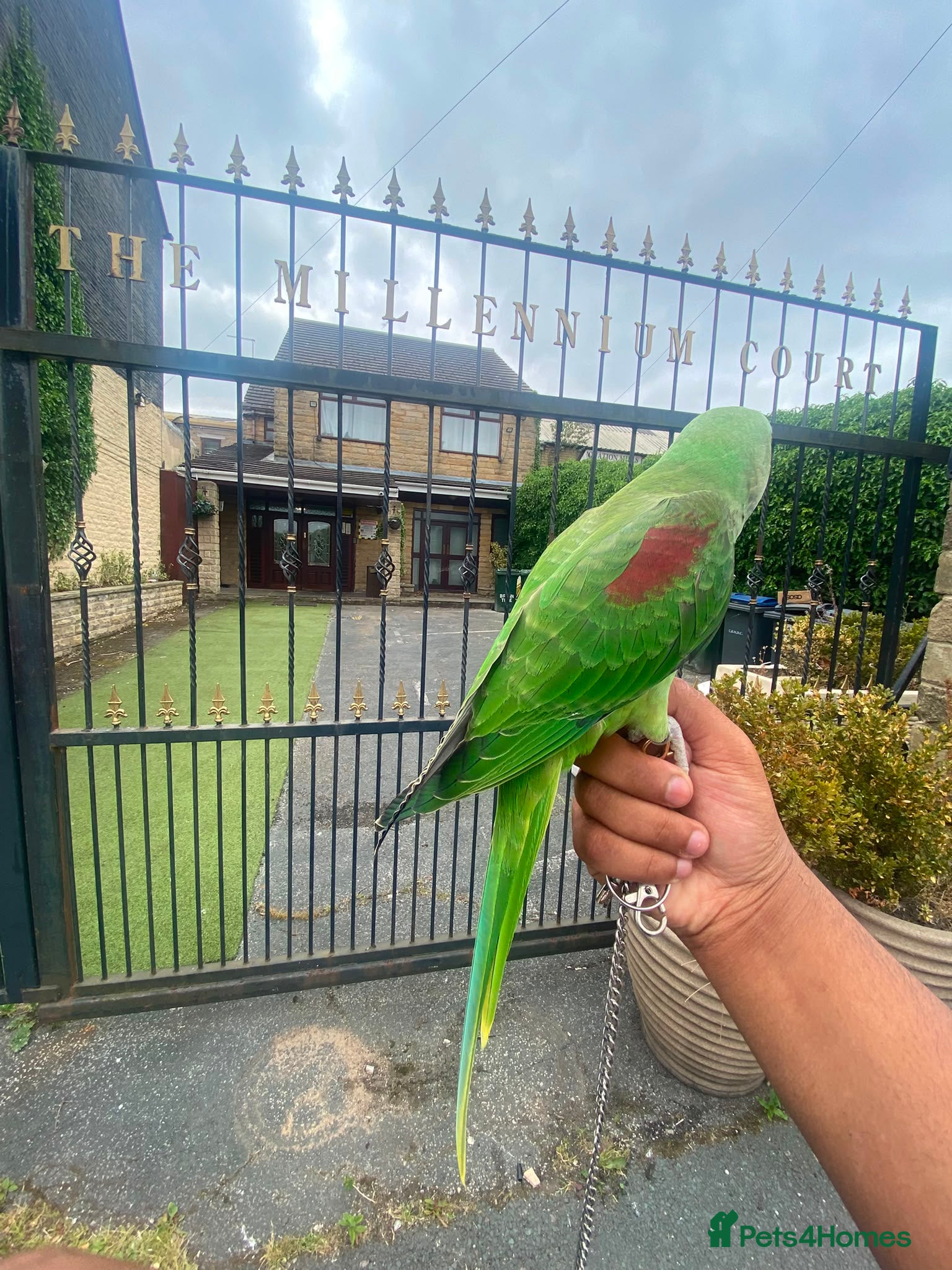 Budgerigars birds 🦜 Hand-Reared Alexandrine Parrot  - Advert 1