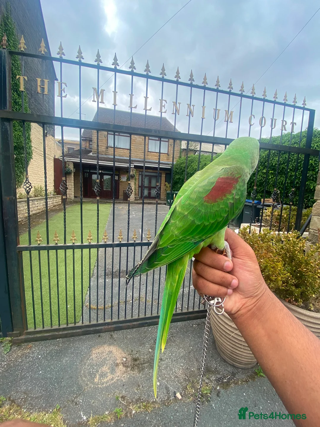 Budgerigars birds for sale: 🦜 Hand-Reared Alexandrine Parrot  in Halifax - Advert 1