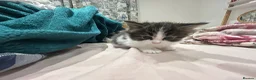 Mixed Breed cats for sale: Playful kittens  - Advert 3