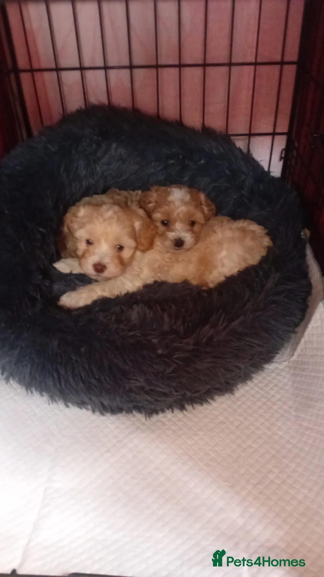 Maltipoo dogs for sale: Maltipoo boys available  - Advert 5