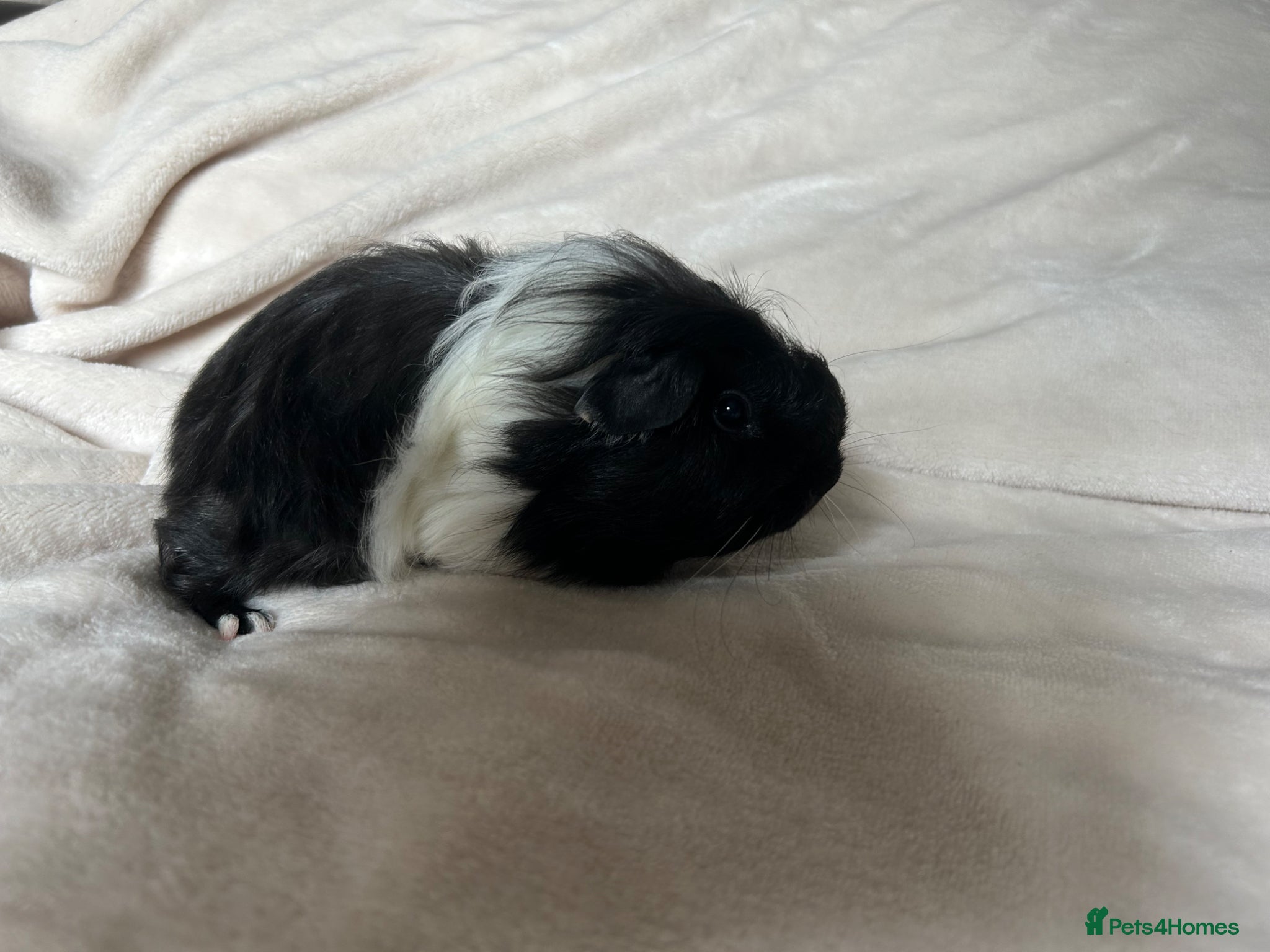 Guinea Pig rodents for sale: Baby Guinea pigs  - Advert 7
