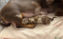 Miniature Dachshund dogs for sale: 🐾🌟 Miniature Dachshund Puppies🌟🐾 - Advert 2