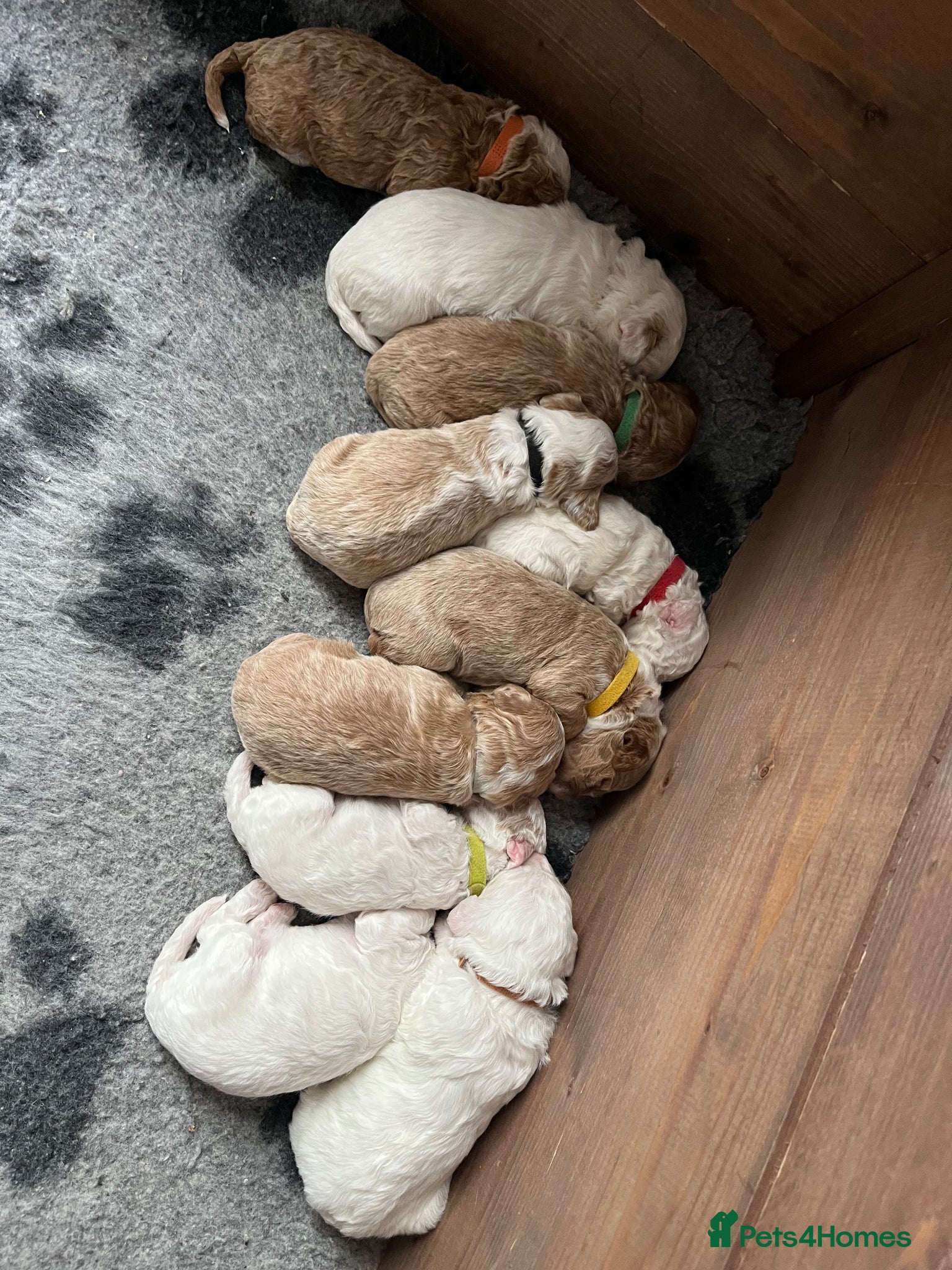 Australian Labradoodle dogs AUSTRALIAN LABRADOODLES - Health Tested - Advert 2