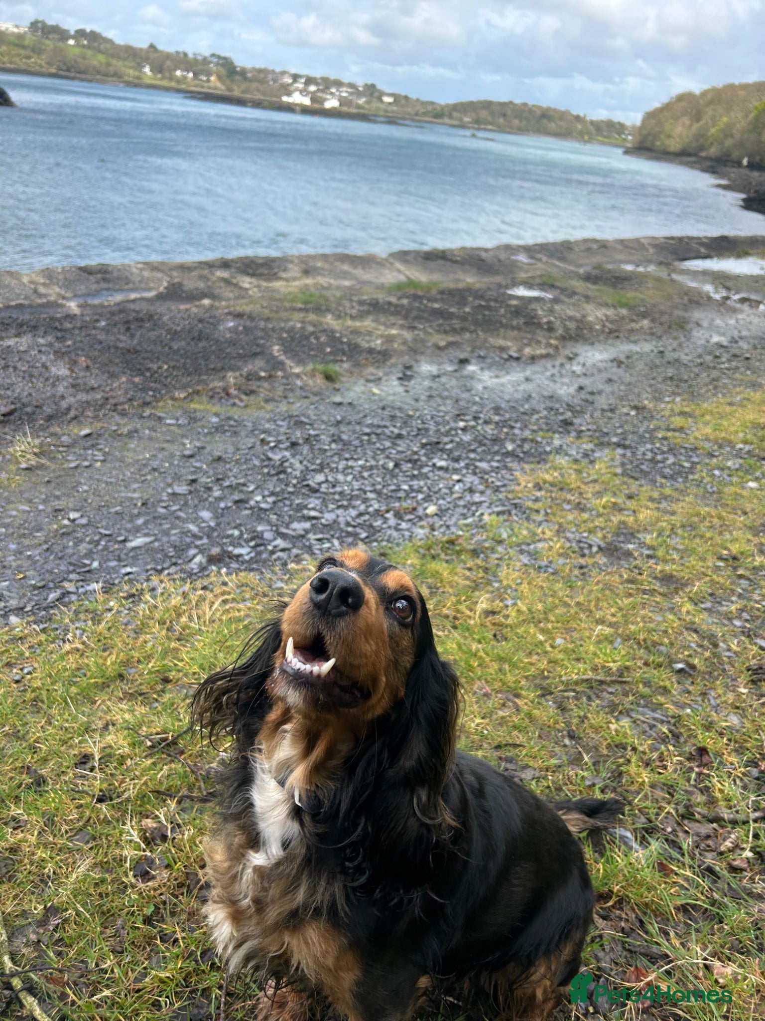 Cocker Spaniel dogs 🌟Rare Coloured Show-Type Cocker Spaniel Puppies🌟 - Advert 17